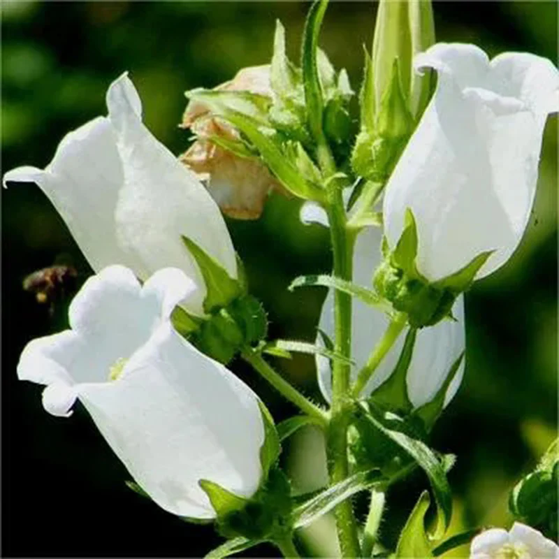 Chimes Flowers Seeds - Image 4