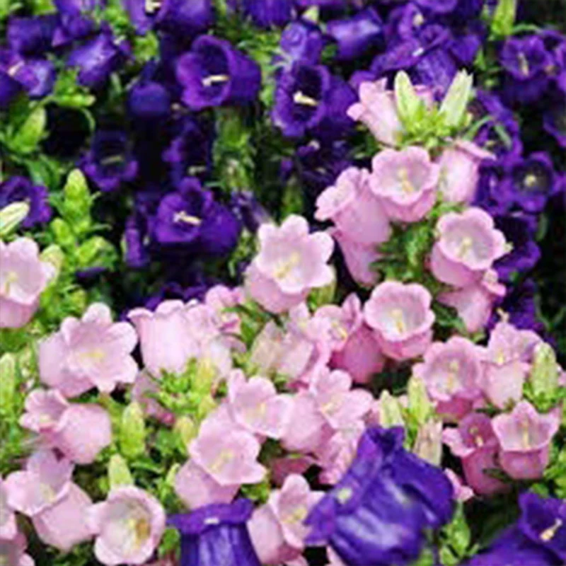 Chimes Flowers Seeds - Image 5