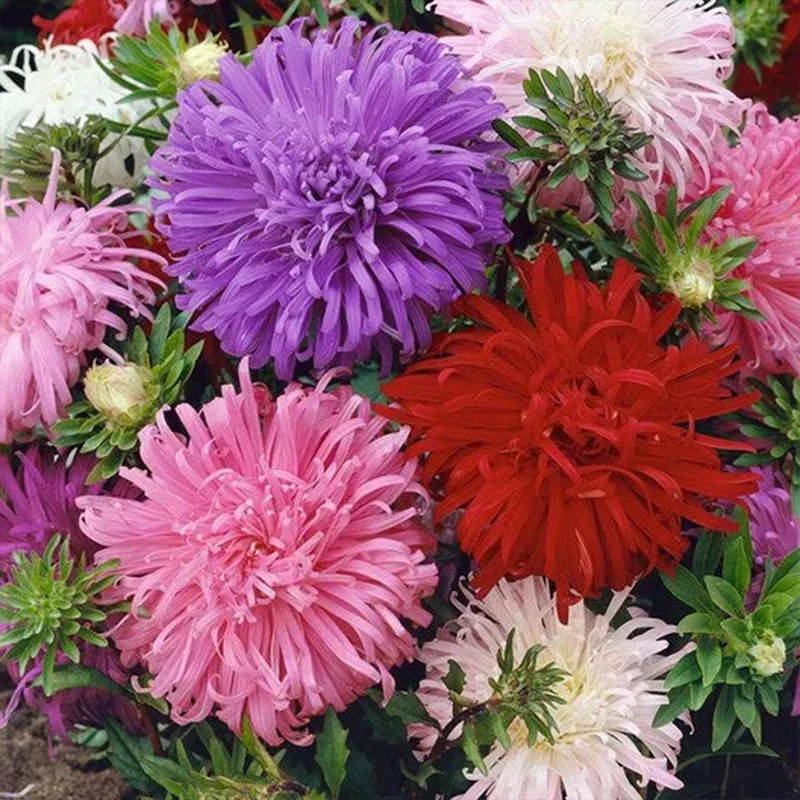 China Aster Seeds - Ostrich Feather Mix - Image 3