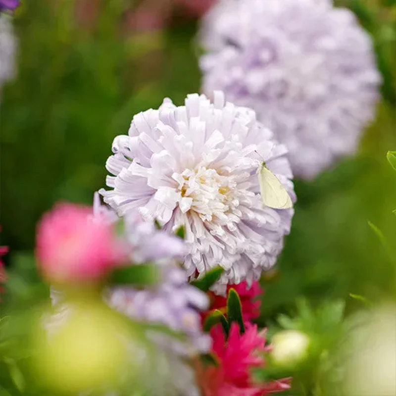 China Aster Seeds - Ostrich Feather Mix - Image 4