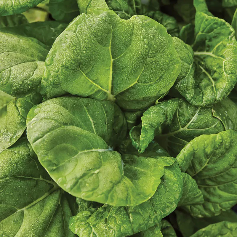 Chinese Cabbage, Pak Choi, Toy Choi Hybrid - Image 2