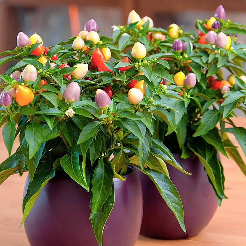 Chinese Five-Color Pepper Ornamental Pepper - Image 2