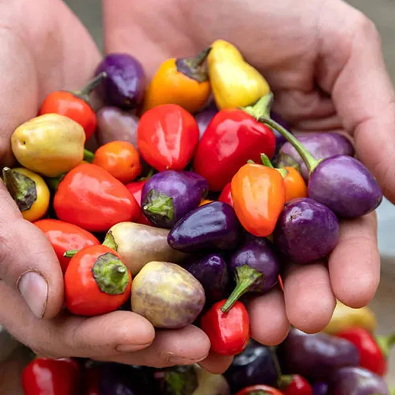 Chinese Five-Color Pepper Ornamental Pepper - Image 5