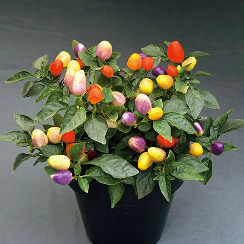 Chinese Five-Color Pepper Ornamental Pepper - Image 6