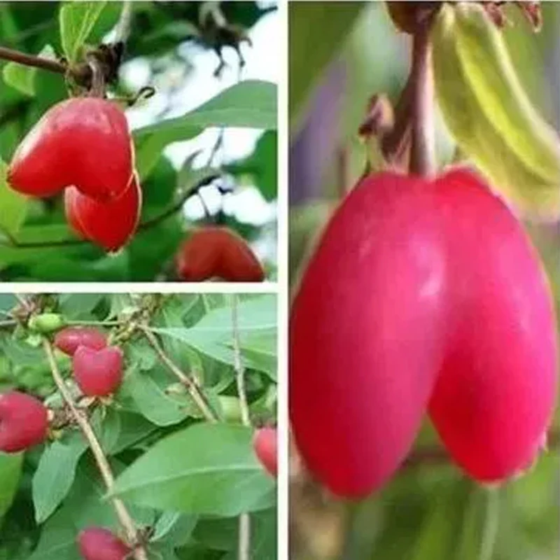 Choniccra standishii-Love Fruit Seeds - Image 4