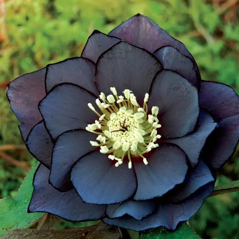 Christmas Rose-Black Hellebore