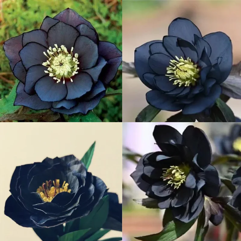 Christmas Rose-Black Hellebore - Image 10