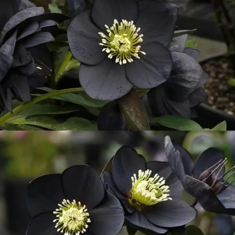 Christmas Rose-Black Hellebore - Image 2