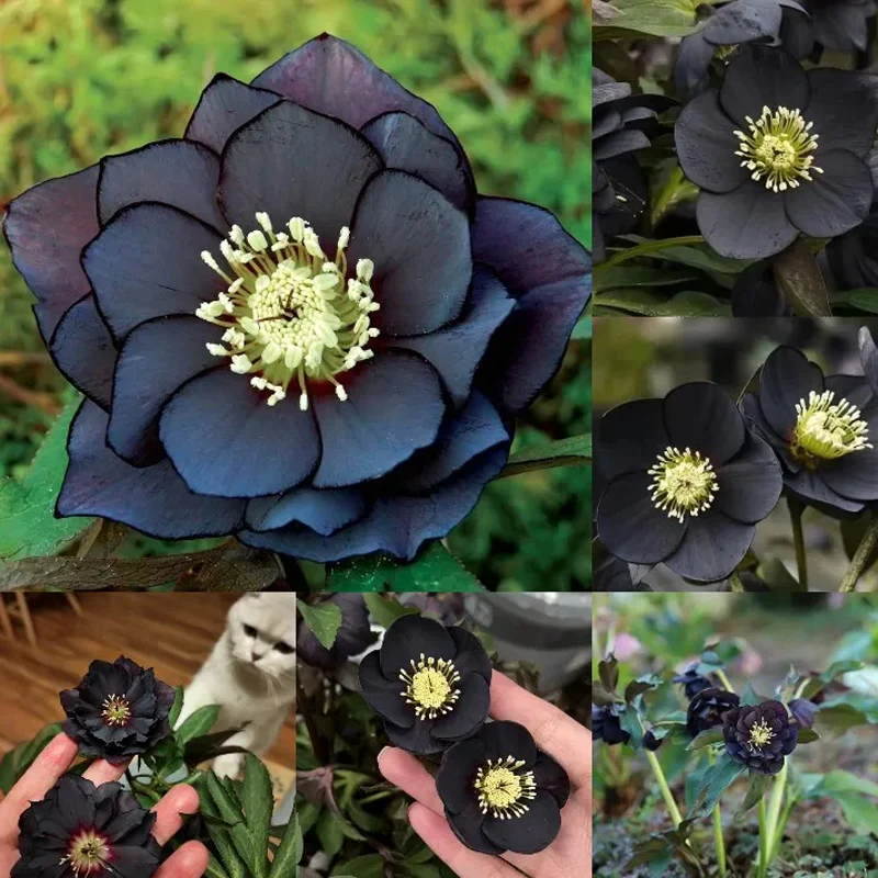 Christmas Rose-Black Hellebore - Image 3