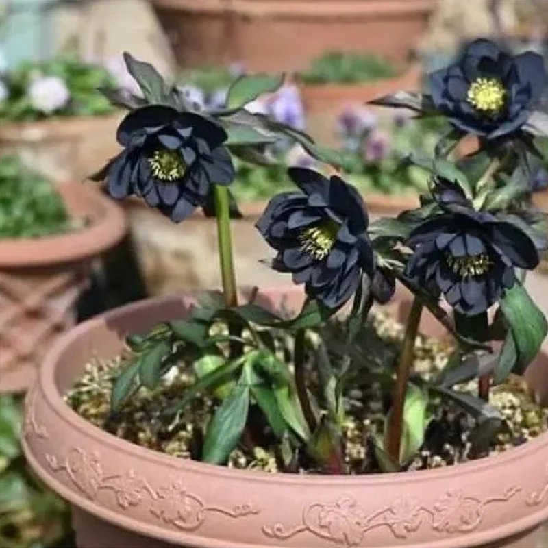 Christmas Rose-Black Hellebore - Image 4