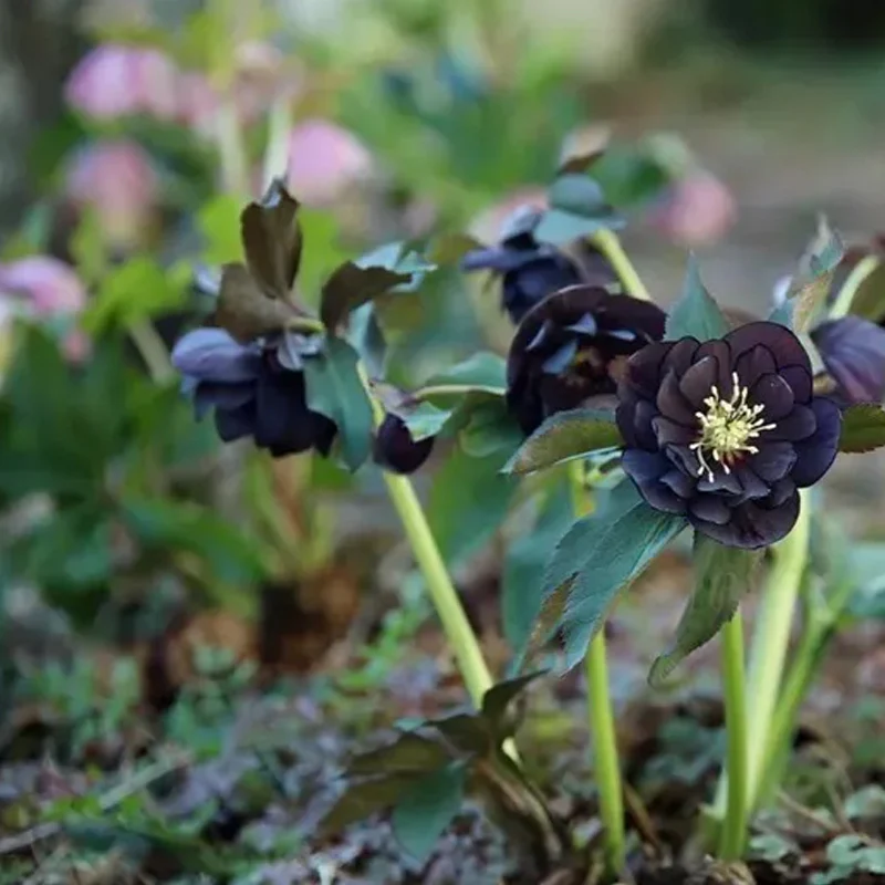 Christmas Rose-Black Hellebore - Image 5