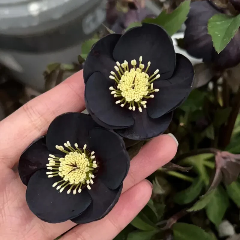 Christmas Rose-Black Hellebore - Image 7
