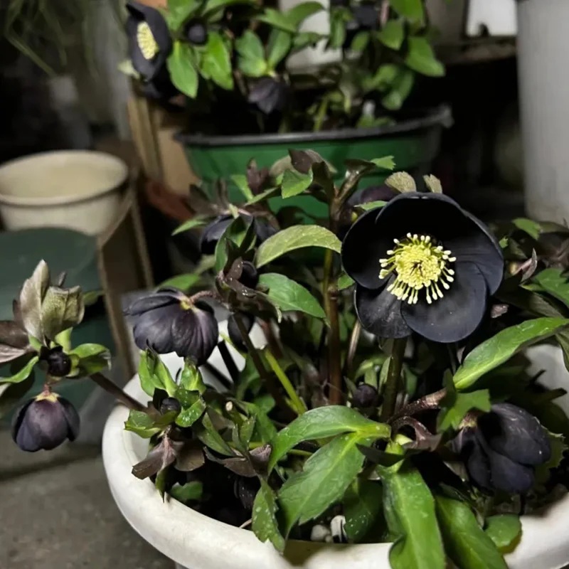 Christmas Rose-Black Hellebore - Image 8