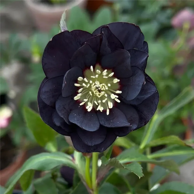 Christmas Rose-Black Hellebore - Image 9
