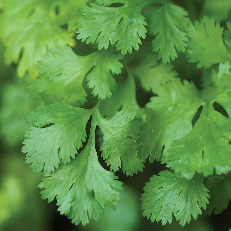 Cilantro (Coriander) - Image 3