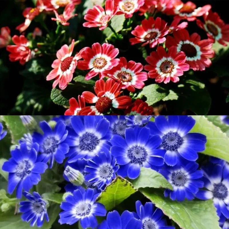 Cineraria Mix Flower Seeds - Image 2