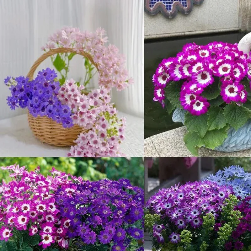 Cineraria Mix Flower Seeds - Image 4