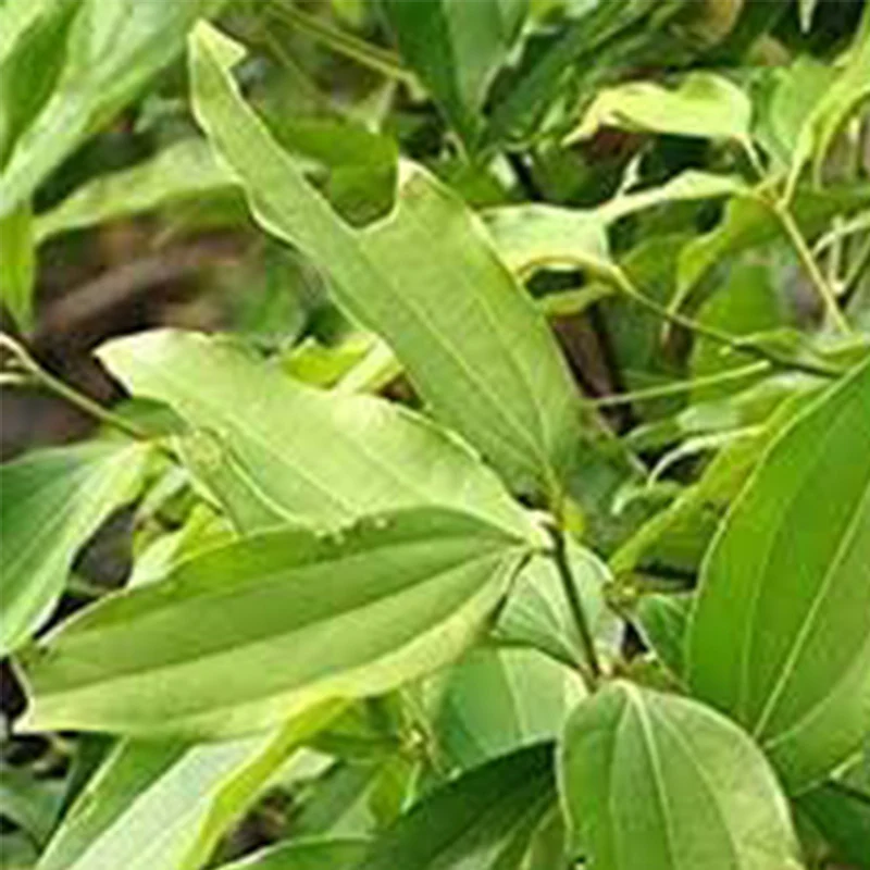Cinnamon Treen Seeds Green - Image 2