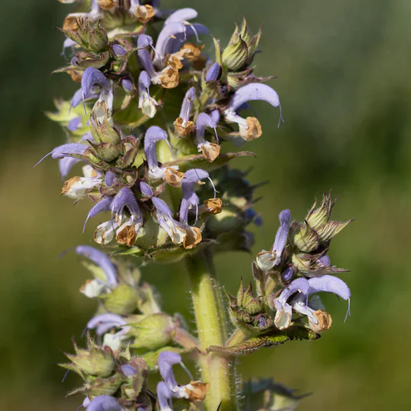 Clary Sage - Image 2