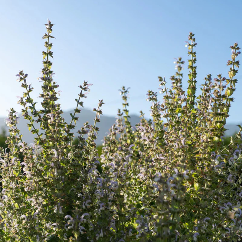 Clary Sage - Image 3