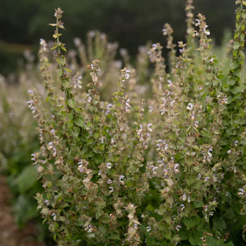 Clary Sage - Image 4