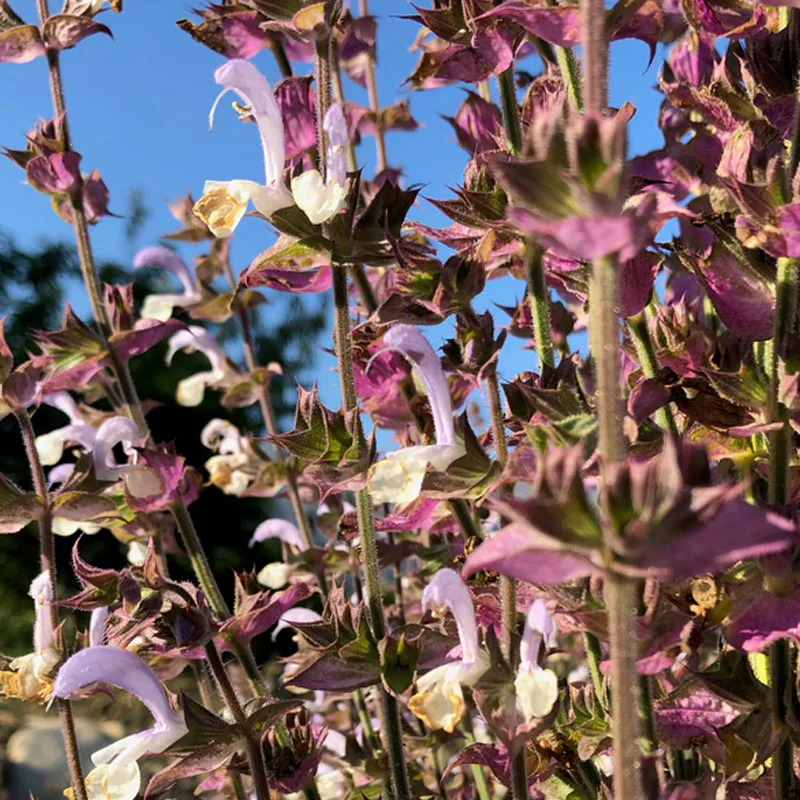Clary Sage - Image 5