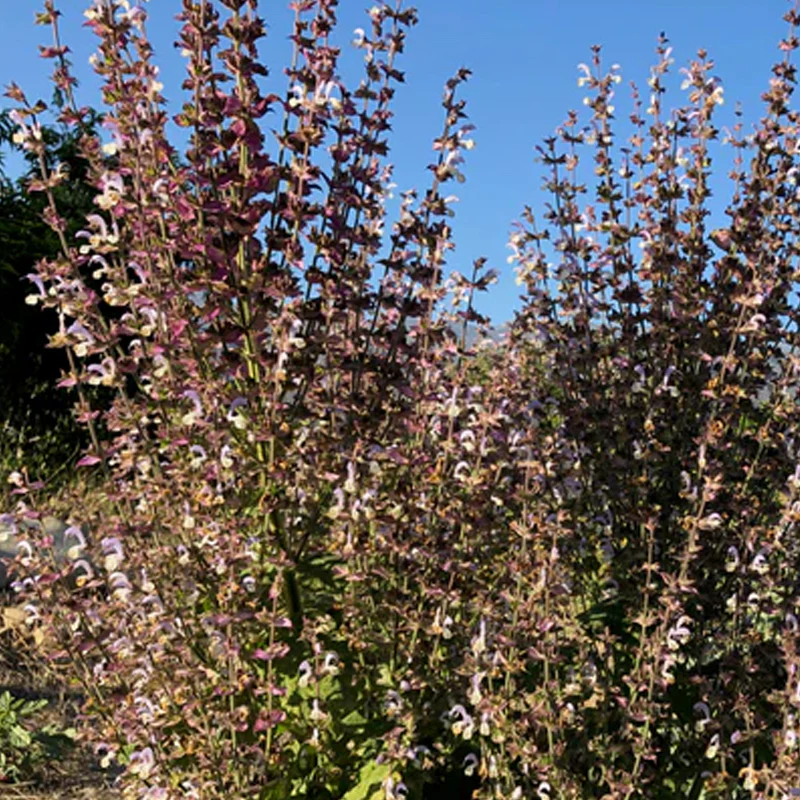 Clary Sage - Image 7
