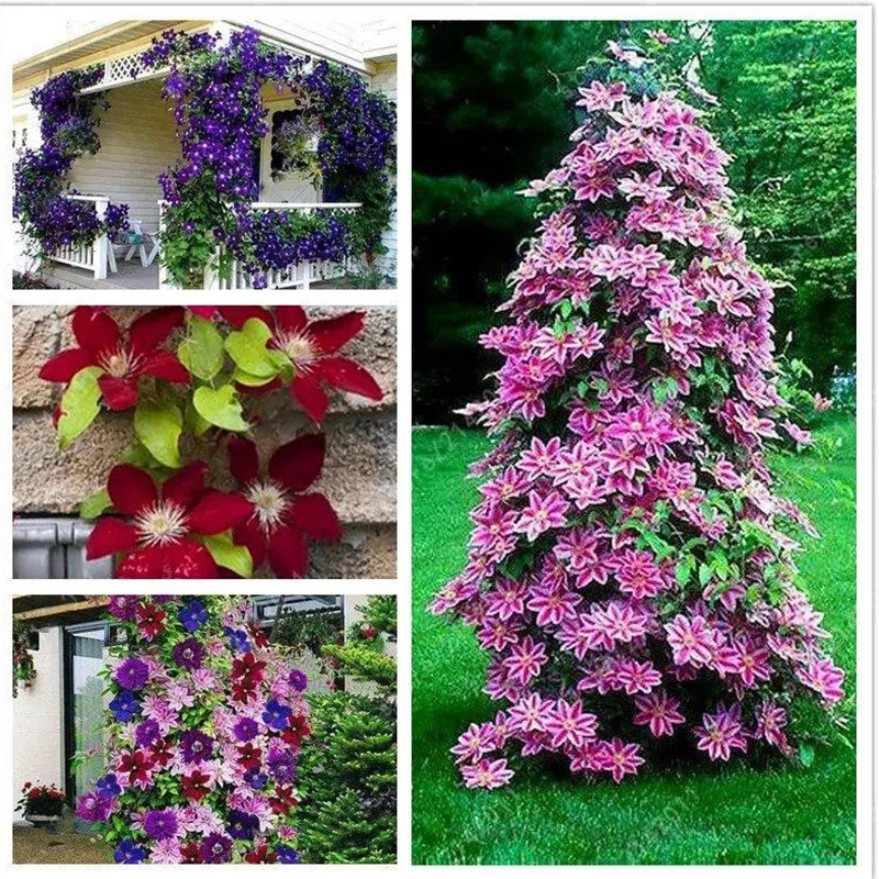 Clematis Flower Seeds Perennial Vines Climbing Clematis Plant Seed - Image 3