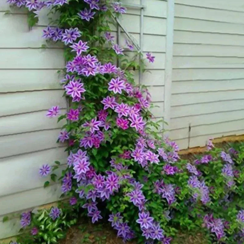 Clematis Flower Seeds Perennial Vines Climbing Clematis Plant Seed - Image 4