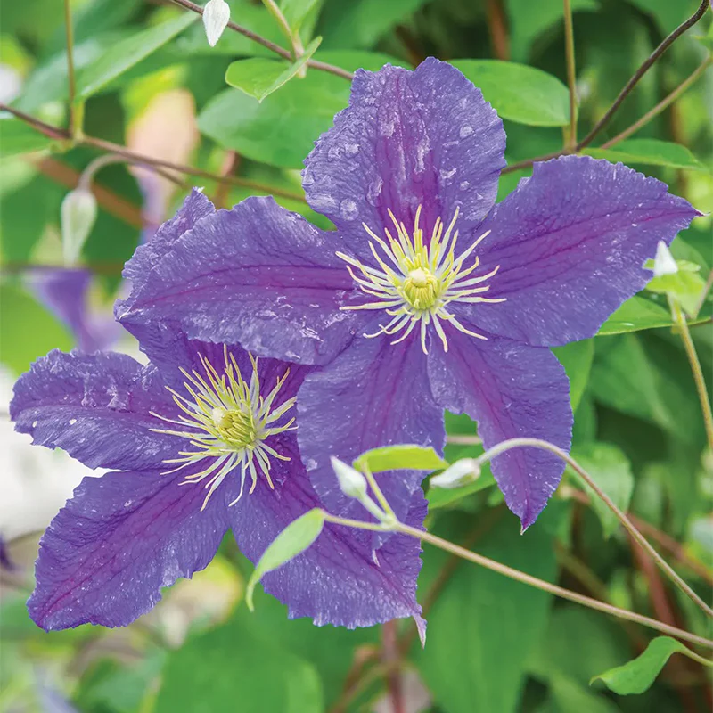 Clematis, Jackmanii - Image 2