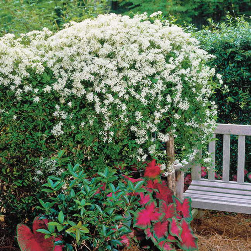 Clematis Sweet Autumn - Image 2