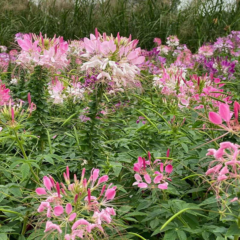 Cleome Seeds - Cherry Queen - Image 2