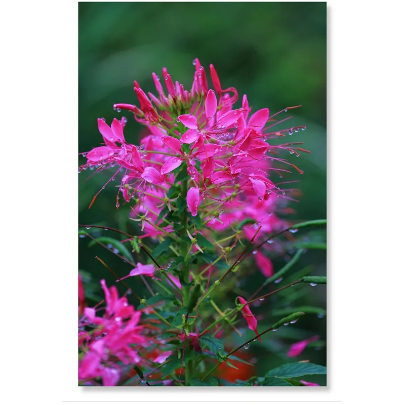 Cleome Seeds - Cherry Queen - Image 3