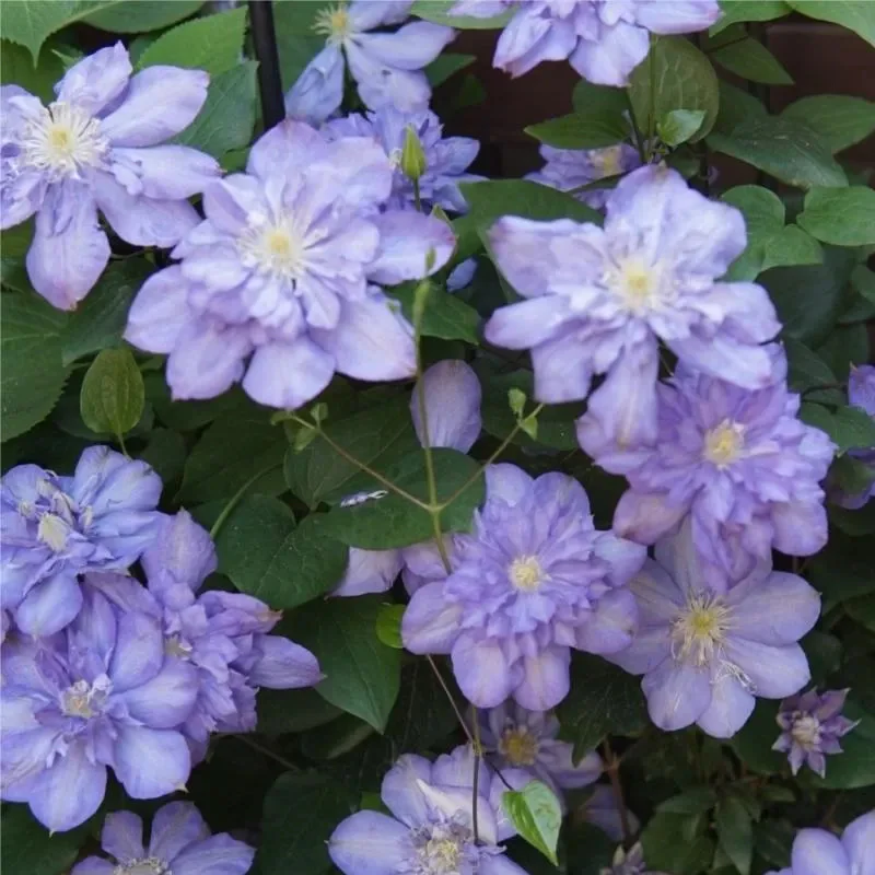 Climbing Clematis Seeds - Image 3