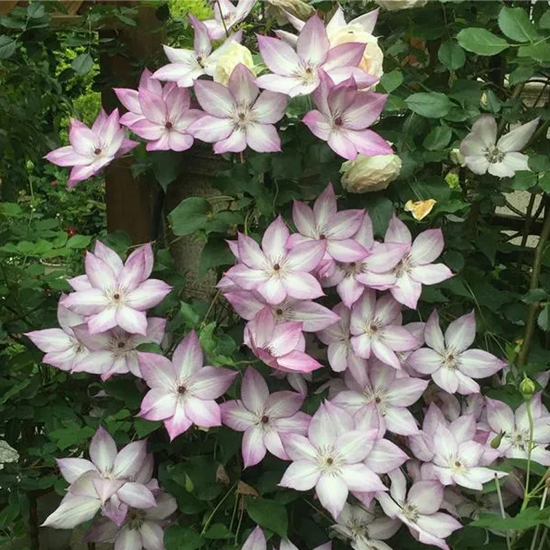 Climbing Clematis Seeds - Image 4