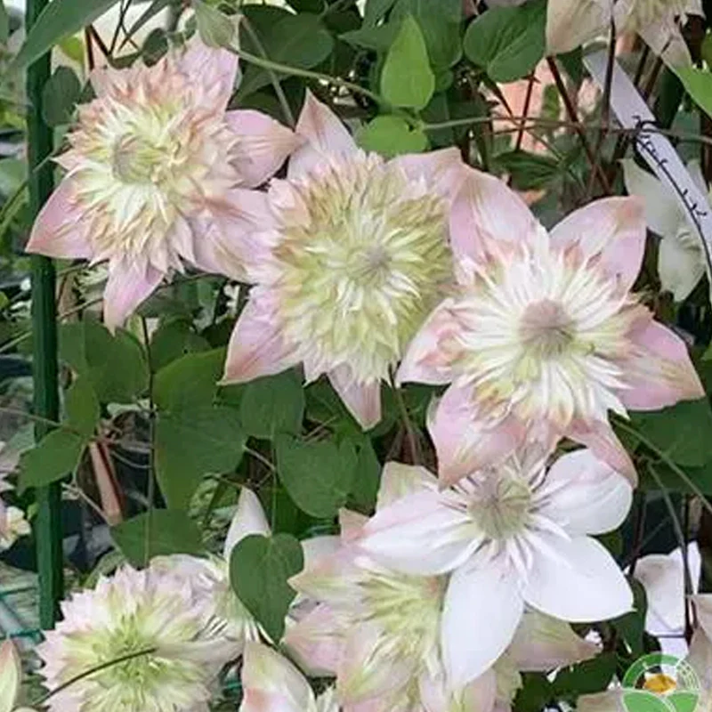Climbing Clematis Seeds - Image 5
