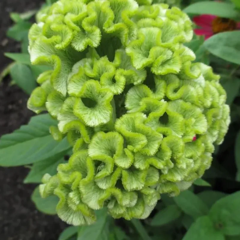 Cockscomb Celosia Seeds - Image 3