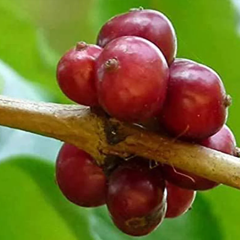 Coffea Canephora Robusta Coffee Plant Seeds - Image 3
