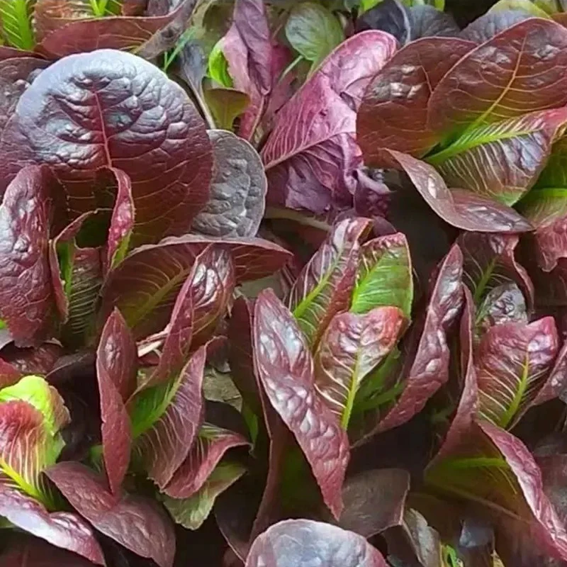 Coffee Leaf lettuce Seeds - Image 5