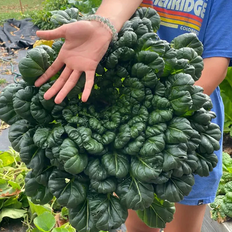 Cold Hardy Greens Super Giant Tatsoi - Image 2