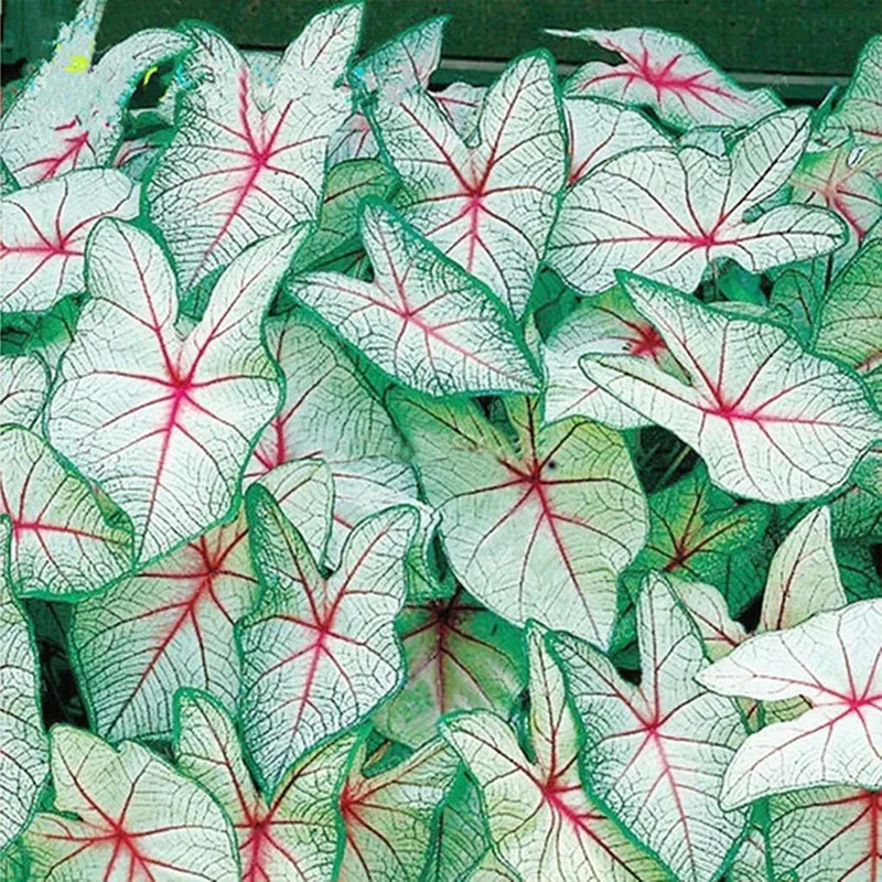 Coleus Bonsai Flower Leaf Plants Rainbow Dragon Seeds - Image 8