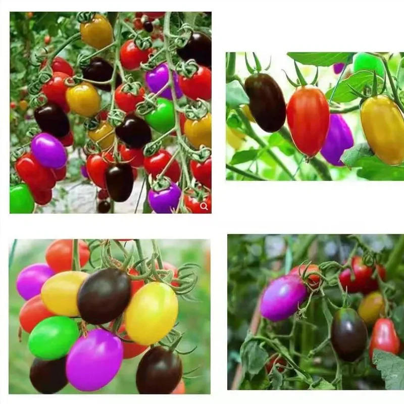 Colorful Cherry Tomatoes Seeds - Image 3