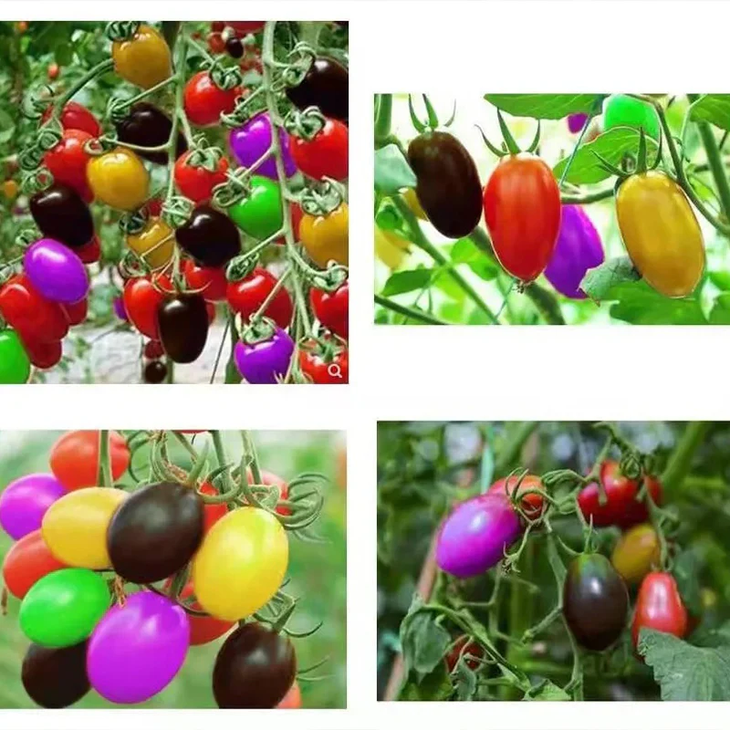 Colorful Cherry Tomatoes Seeds - Image 3