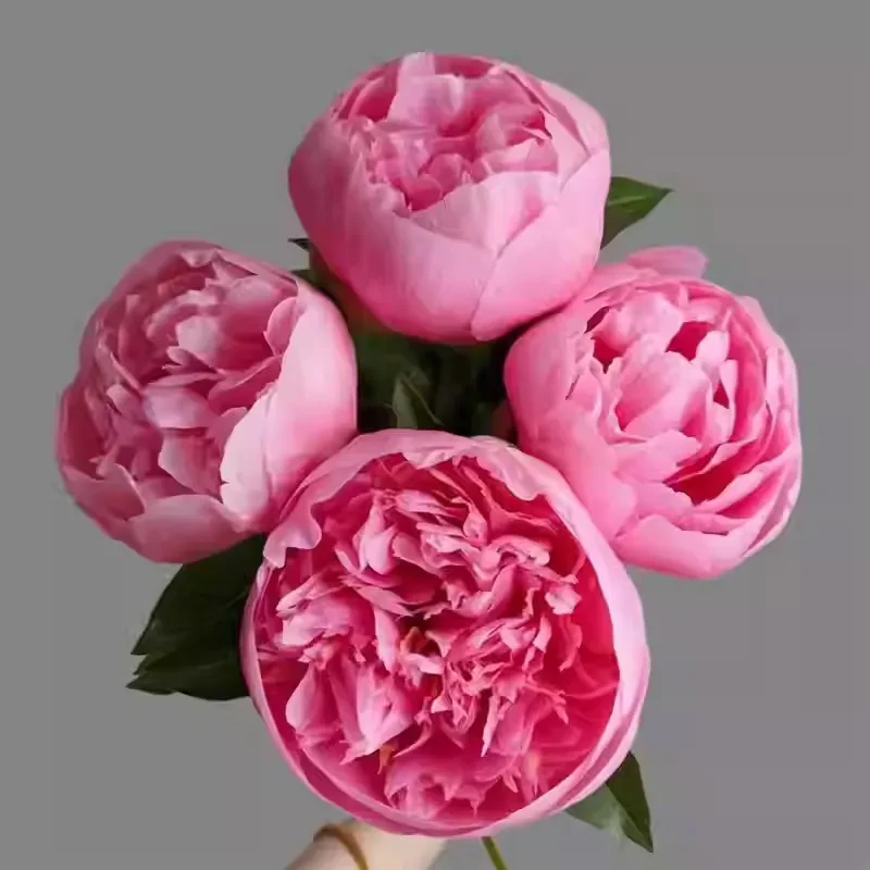 Colorful Peony Flower - Image 5