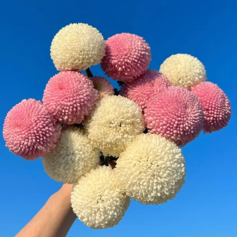 Colorful Ping Pong Chrysanthemum Seeds - Image 10