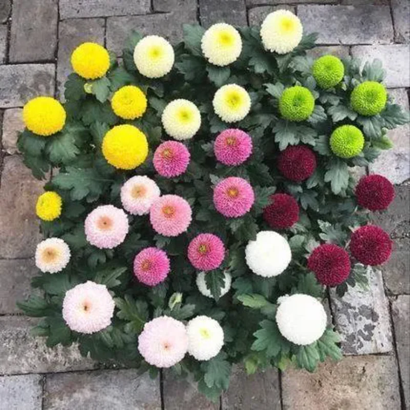 Colorful Ping Pong Chrysanthemum Seeds - Image 11