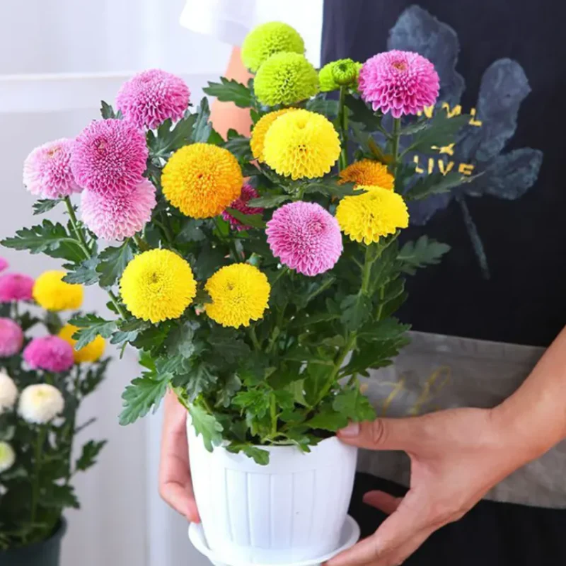 Colorful Ping Pong Chrysanthemum Seeds - Image 3
