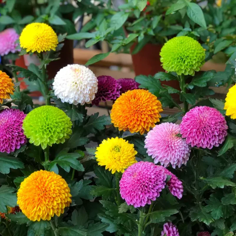 Colorful Ping Pong Chrysanthemum Seeds - Image 4