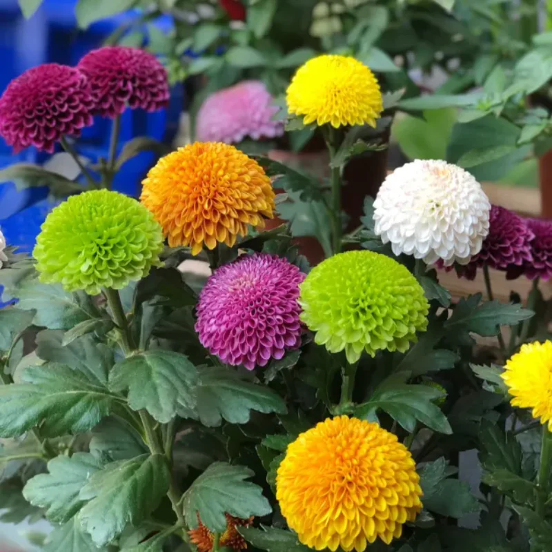 Colorful Ping Pong Chrysanthemum Seeds - Image 5