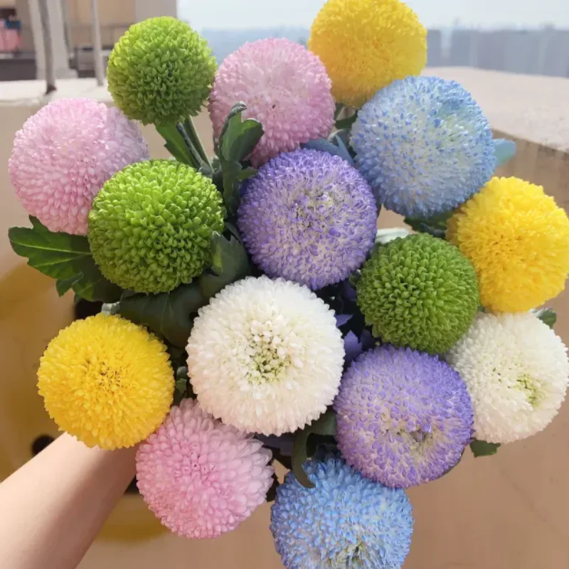 Colorful Ping Pong Chrysanthemum Seeds - Image 7